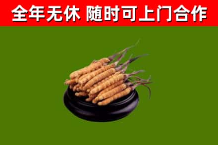 奇台回收散虫草